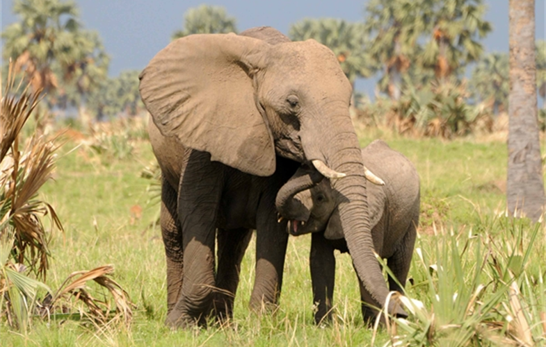 elephant and calf A.Plumptre WCS